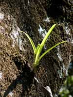 Tiny epiphyte in the early morning sunshine. (Category:  Travel)