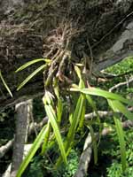 Epiphytes (Category:  Travel)