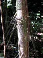 Some jungle trees don't want you to touch them. (Category:  Travel)