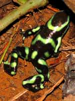 Black and Green Poison Dart Frog (Category:  Travel)