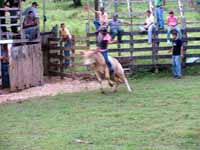 Bull riding... (Category:  Travel)