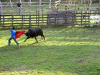 ...Rodeo clowning... (Category:  Travel)