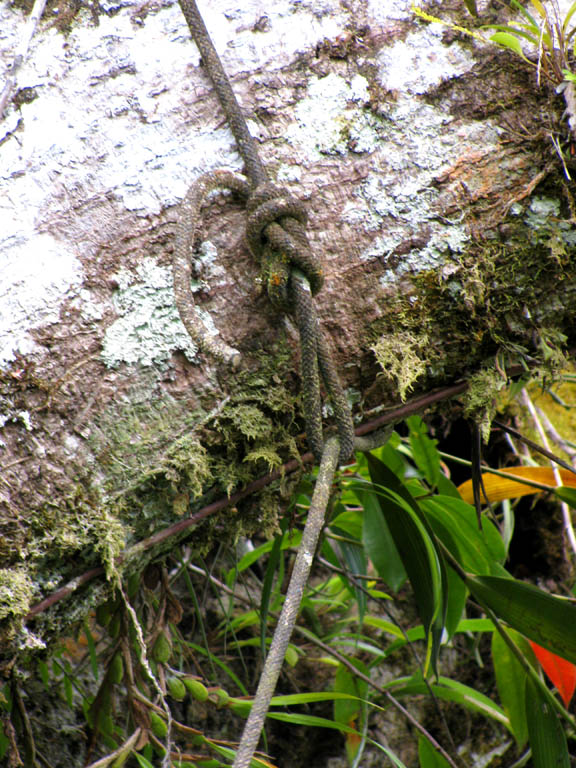 The extremely sketch fixed rope in Gringo Mike's tree.  It was several years old and had jungle stuff growing from it.  We didn't use it. (Category:  Travel)