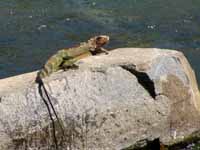 Green Iguana (Category:  Travel)