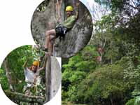 Drew and Mark high up in the Ceiba. (Category:  Travel)