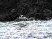 Pelican (Category:  Travel)