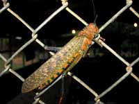 Giant Red Winged Grasshopper (Category:  Travel)