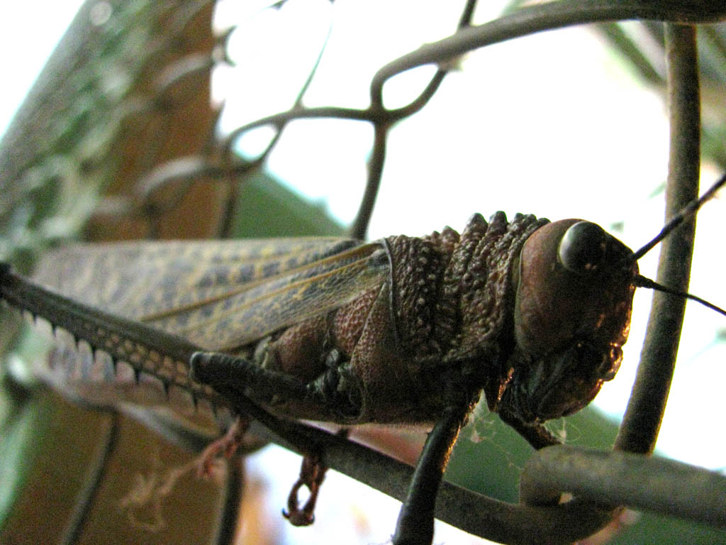 Giant Red Winged Grasshopper (Category:  Travel)