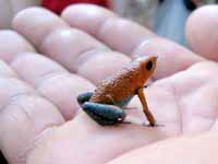 Red and Green Poison Dart Frog  (Category:  Travel)