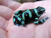 Black and Green Poison Dart Frog (Category:  Travel)