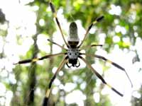 Golden Orb-Weaver (Category:  Travel)