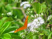 Overlooking the Pacific, we found a great location for butterflies. (Category:  Travel)