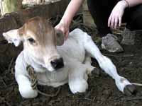 One day old calf. (Category:  Travel)