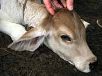 One day old calf. (Category:  Travel)