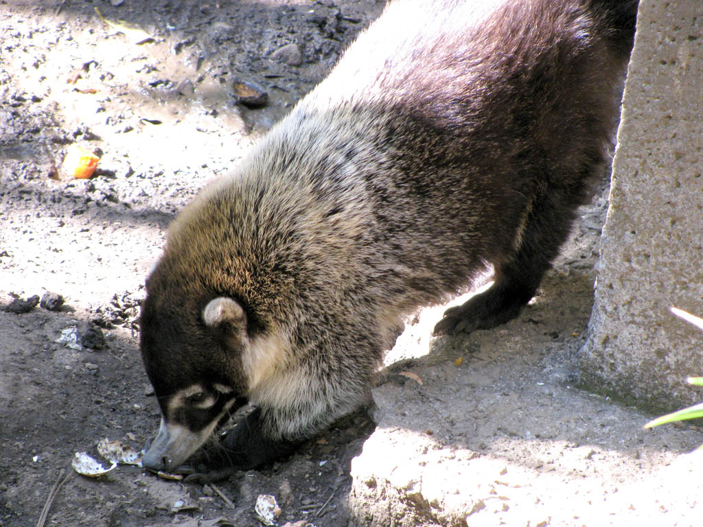 Coati (Category:  Travel)