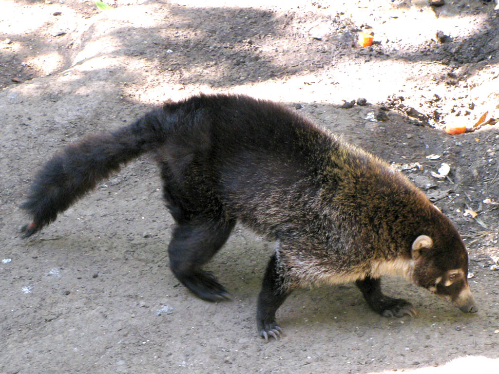 Coati (Category:  Travel)