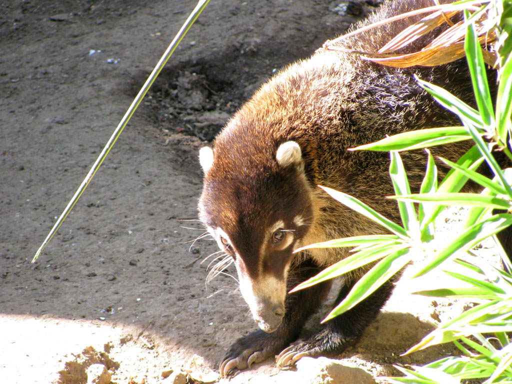 Coati (Category:  Travel)