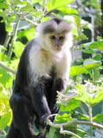 Capuchin (Category:  Travel)