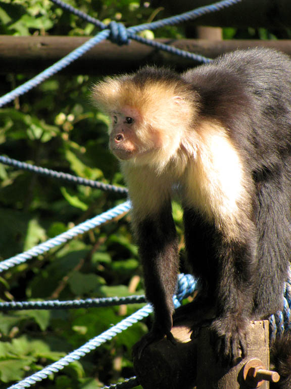 Capuchin (Category:  Travel)