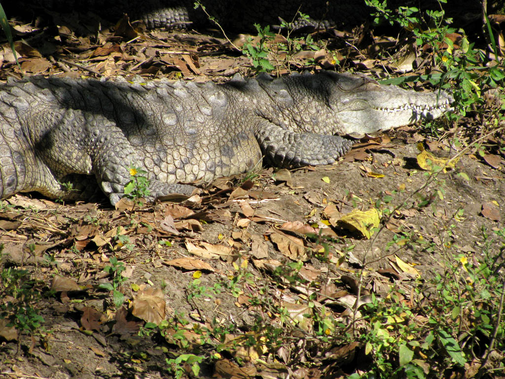 Crocodile! (Category:  Travel)