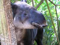 Tapir (Category:  Travel)