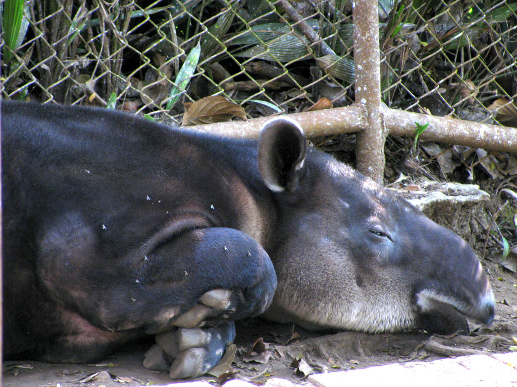 Tapir (Category:  Travel)