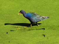 The zoo provides a nice environment for local, non-captive birds too. (Category:  Travel)