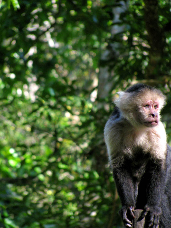 Capuchin (Category:  Travel)