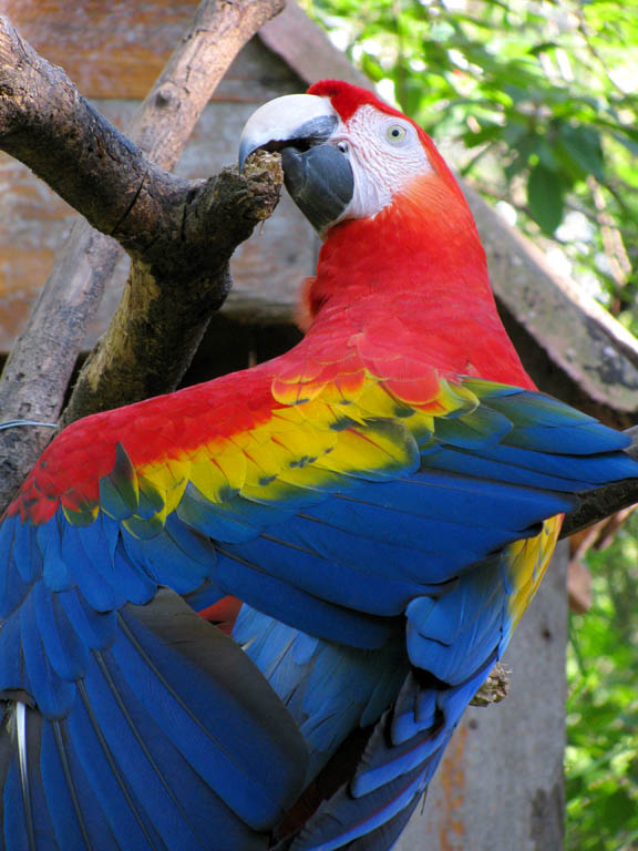 Scarlet Macaw (Category:  Travel)