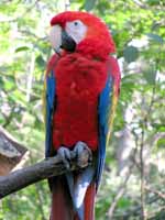 Scarlet Macaw (Category:  Travel)