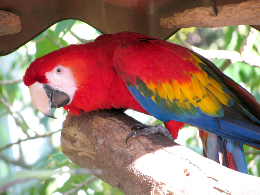 Scarlet Macaw (Category:  Travel)