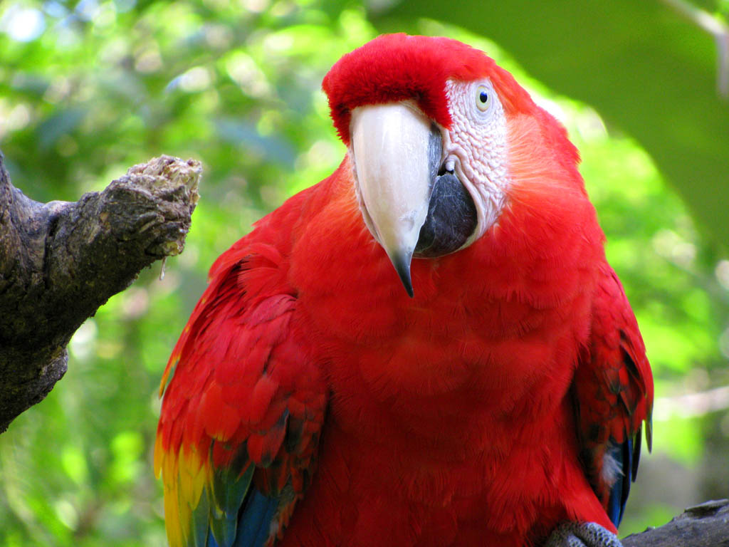 Scarlet Macaw (Category:  Travel)