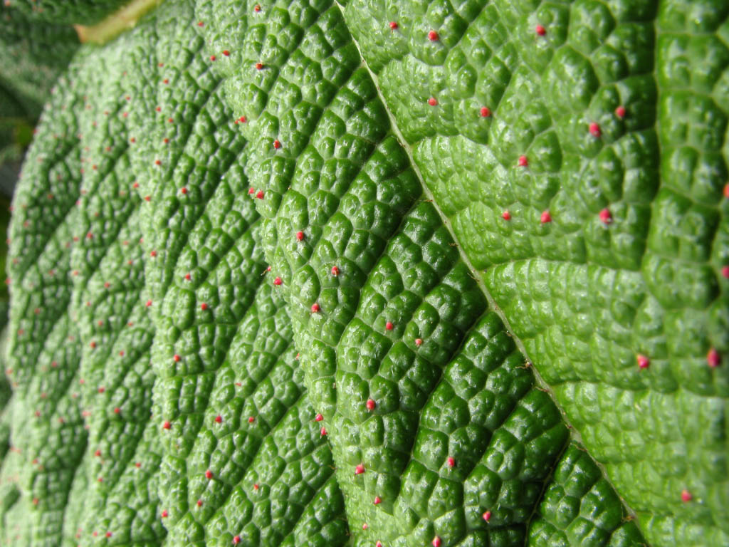 Poor Man's Umbrella.  Close-up of the huge leaf. (Category:  Travel)