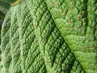 Poor Man's Umbrella.  Close-up of the huge leaf. (Category:  Travel)