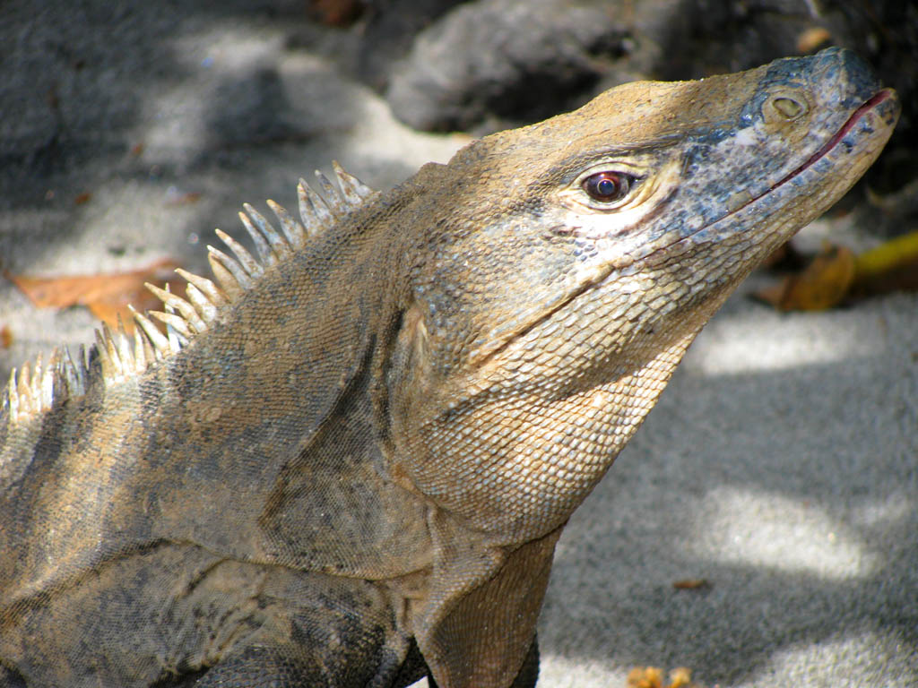 Black Ctenosaur (Category:  Travel)