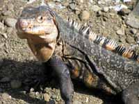 Black Ctenosaur (Category:  Travel)