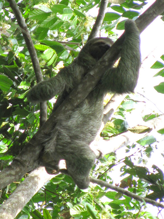 Sloth (Category:  Travel)