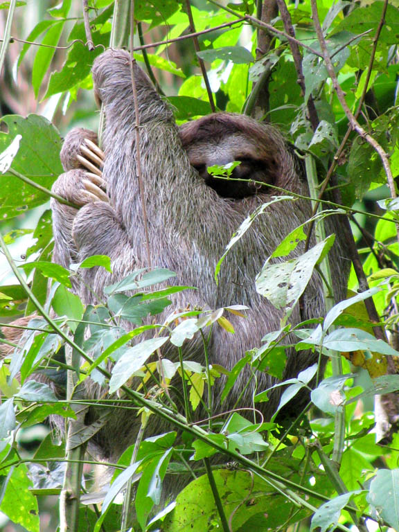 Three Toed Sloth (Category:  Travel)