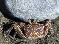 Big crab (Category:  Travel)