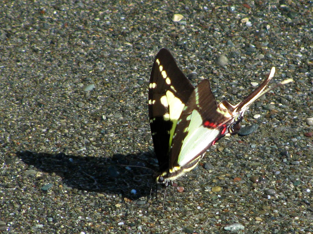 Butterfly (Category:  Travel)