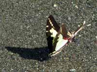 Butterfly (Category:  Travel)