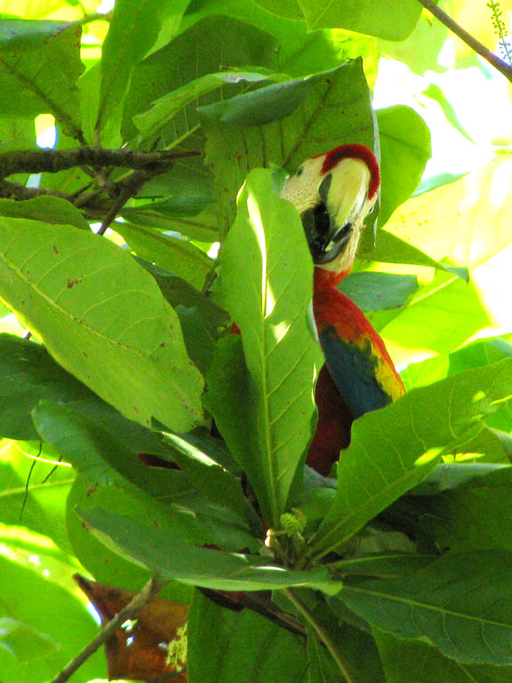 Scarlet Macaw (Category:  Travel)