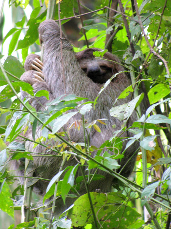 Three Toed Sloth (Category:  Travel)