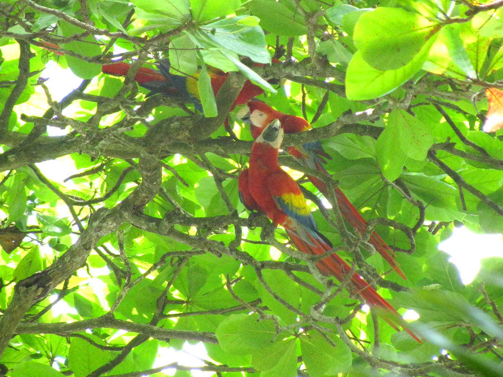 Scarlet Macaws  (Category:  Travel)