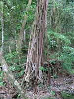 Strangler Fig having nearly destroyed its host. (Category:  Travel)