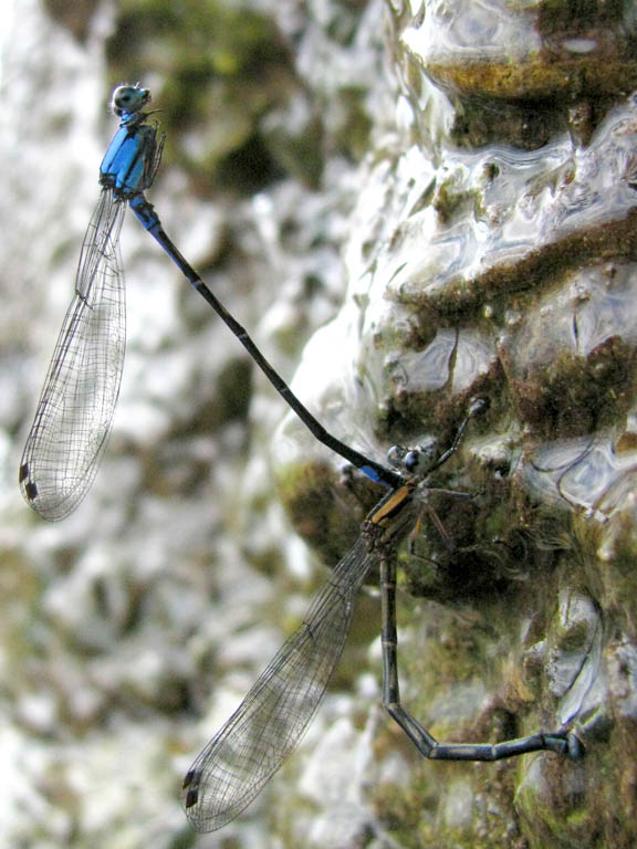 Mating damselflies. (Category:  Travel)