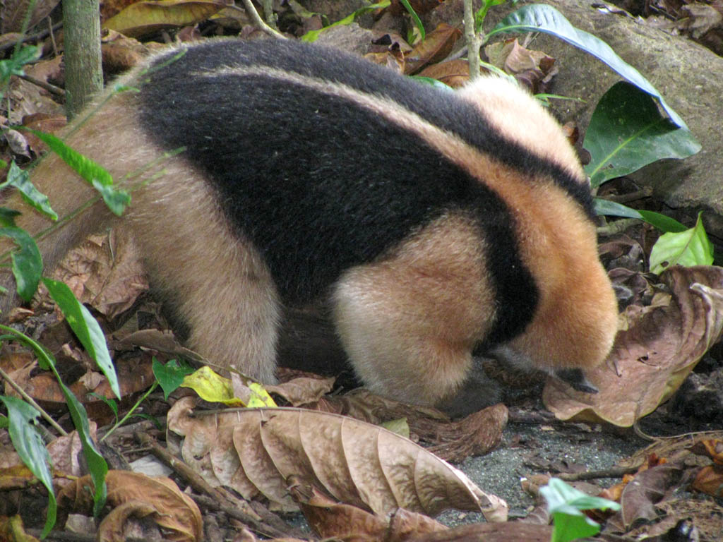 Collared Anteater (Category:  Travel)