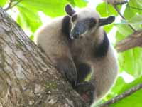 Collared Anteater (Category:  Travel)