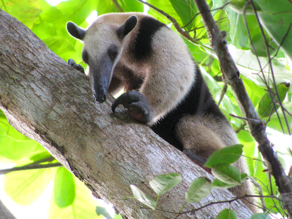 Collared Anteater (Category:  Travel)