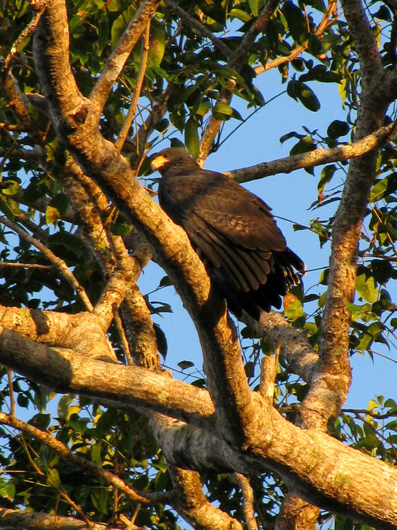 Mangrove Black Hawk (Category:  Travel)